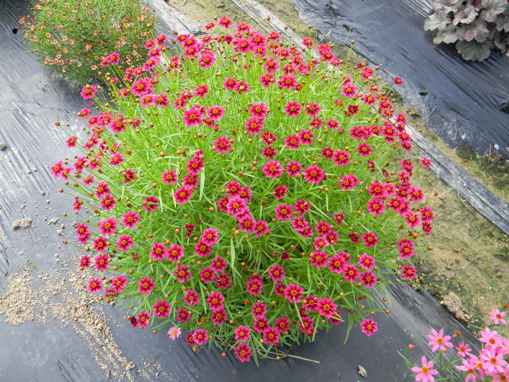 Coreopsis rosea 'Twinklebells Purple’